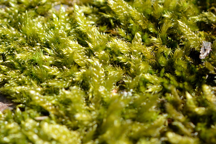 Moss, vihreä, Luonto, puu, fluffy