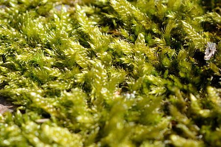 Moss, grön, naturen, trä, fluffiga