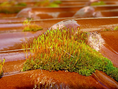 moss, roof tile, garden, nature