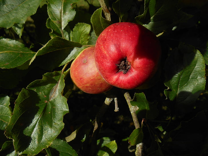 elma, yaprakları, ağaç, meyve, Gıda, sağlıklı, Yeşil