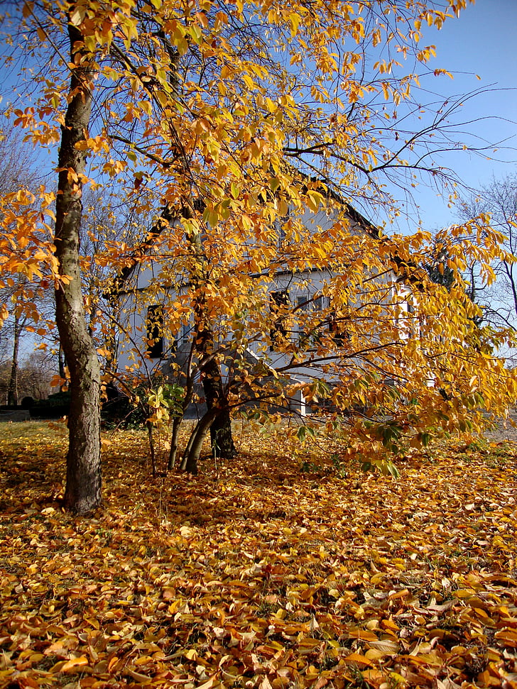 Серпц, Польша, дерево, пейзаж, Осень