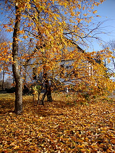 Sierpc, Polska, drzewo, krajobraz, jesień