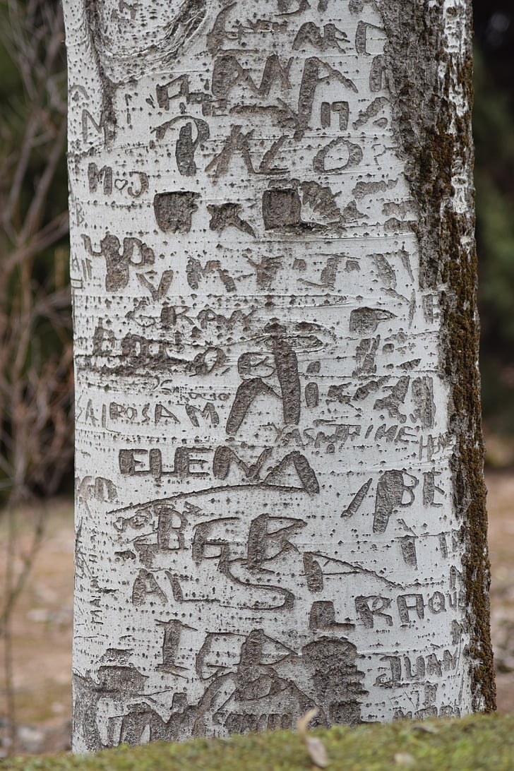 árvore, nome s, casca, marcado, porta-malas