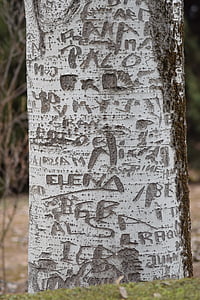 дърво, име s, кора, маркирани, багажника