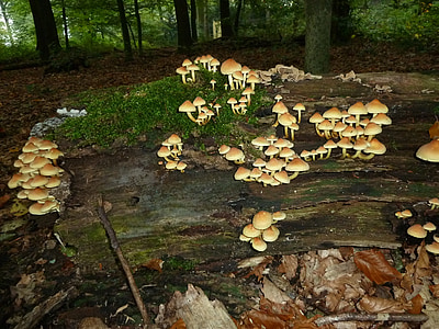 cogumelos, madeira, floresta, natureza, tronco de árvore, fungo de árvore