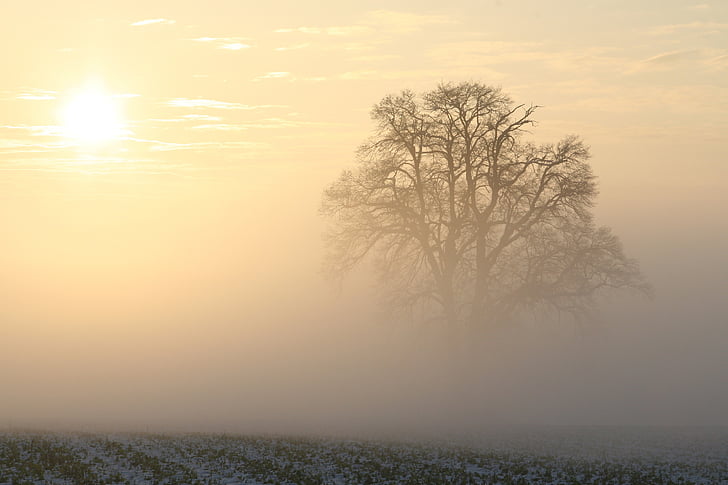 vinter, tåge, solen, morgensolen, morgen lys, kolde, landskab