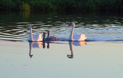 labute, Swan, mladý labute, sivá, biela, mladý, voľne žijúcich vtákov