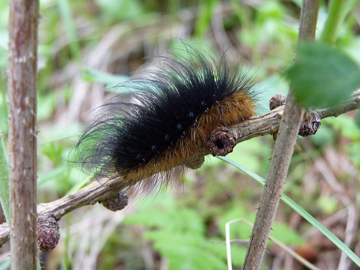 caterpillar, animal, insect, hairy, brown black, nature, wildlife