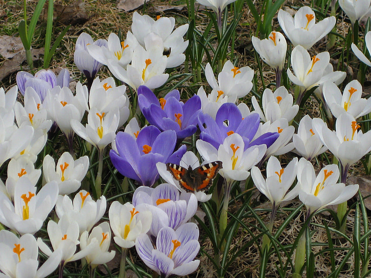 tortoiseshell, crocus, crocuses, white, purple, spring, flowers