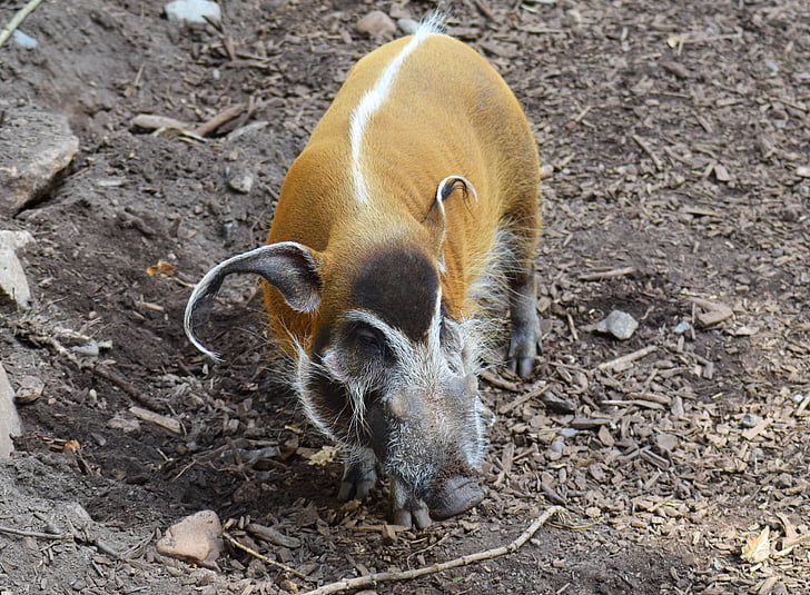Red river hog, potamochoerus porcus, Bush gris, vilde svin, Afrika, lange ører, close-up