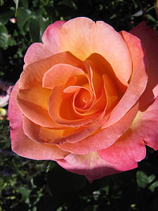 buga, kwiat, Róża, kwiaty, romantyczny, niemiecki federalny wystawie ogrodniczej