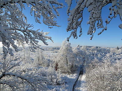 winter, trees, sky, blue, branches, frost, snow