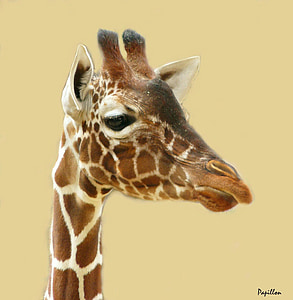 giraffe, giraffes, animal, animals, head, mammal, neck