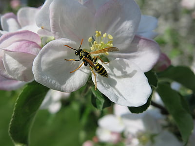 wasp, tiger, insect, apple, blossom, bloom, spring