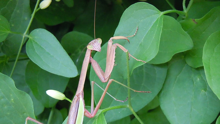 close-up, praying mantis, eyes, greenery, insect, wing, wildlife