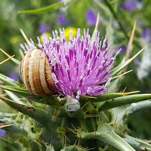 Distel, Blume, Dornen, violett, Wilde Blume, Schnecke, Natur