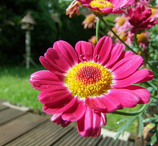 bunga, Marguerite, merah muda, Blossom, mekar, tanaman, alam