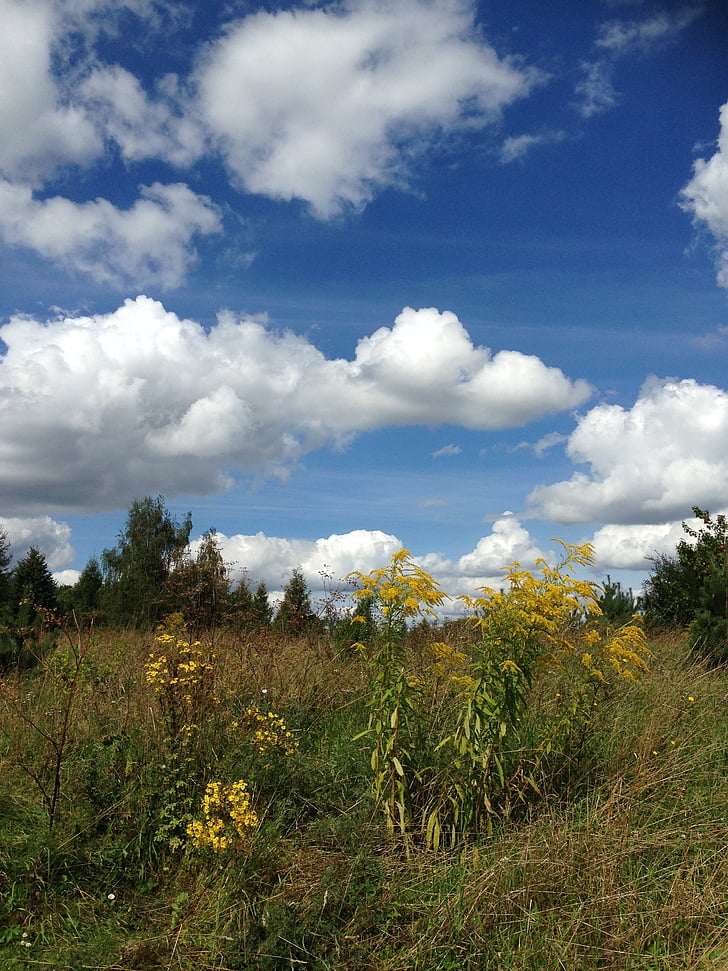 sky, blue, clouds, nature, white, plant, vegetation