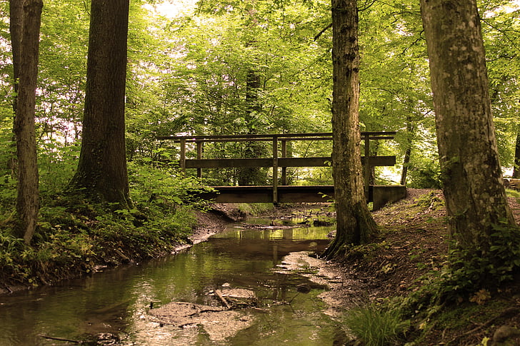 Metsä, puu, Bach, vesi juoksee, Aalto, Bridge, allas