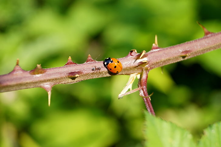 ladybug, thorns, green, animal, creature, plant, prickly