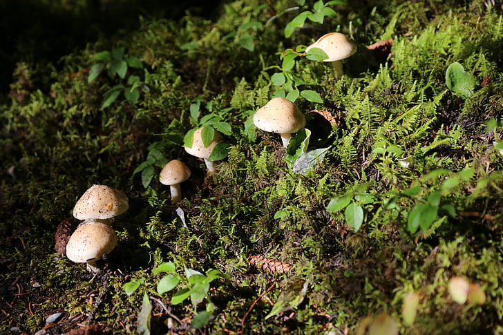paddestoel, mushroom, wood, forest