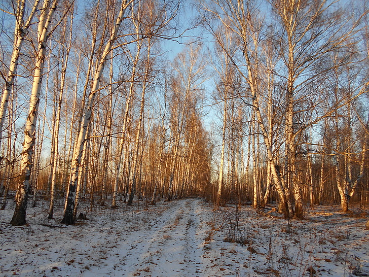 podzim, stromy, Les