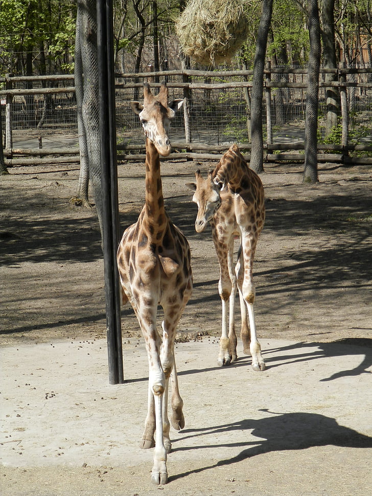 giraff, djur, Fläckig, Zoo