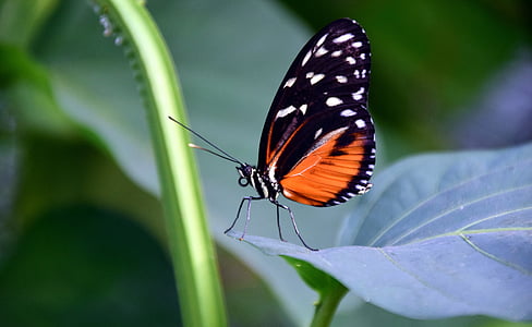 golden passion flower butterfly, heliconius hecale, butterfly, colorful, tropical, exotic, nature