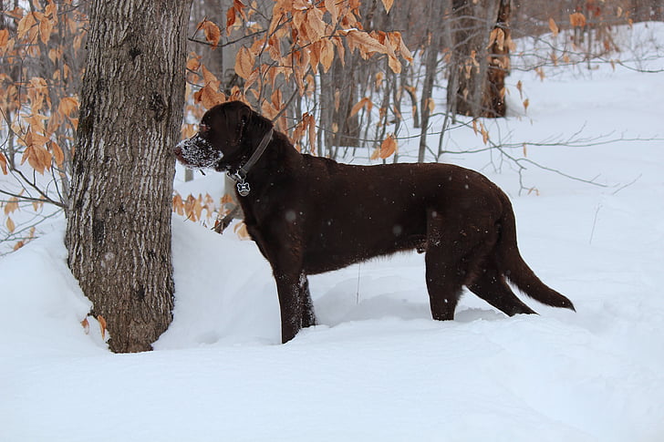 hund, Labrador, brun, chokolade