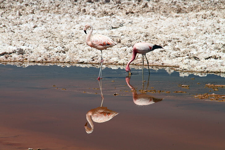 flamingai, rožinė, Atakamos dykuma, Čilė, gyvūnų, paukštis, Gamta