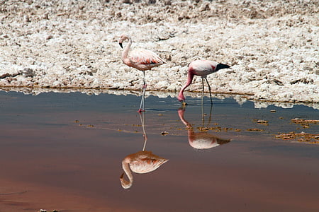 Flamingos, màu hồng, sa mạc Atacama, Chi-lê, động vật, con chim, Thiên nhiên