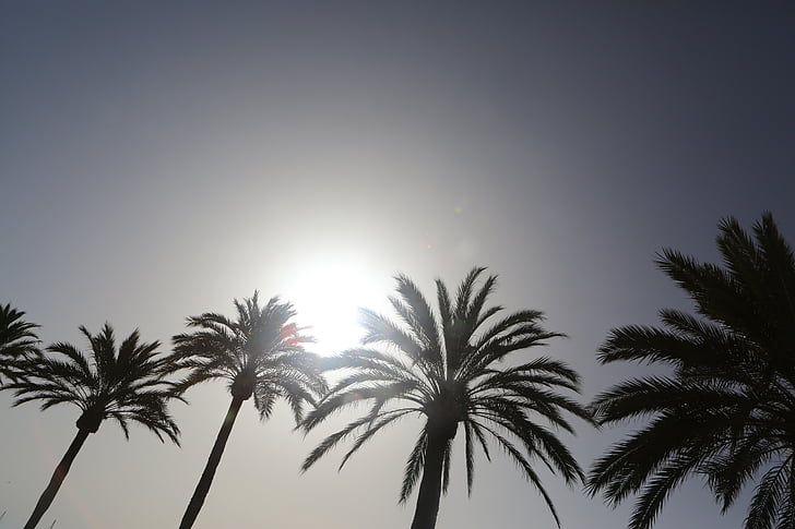 silhouette, photo, coconut, trees, palm trees, sun, sky