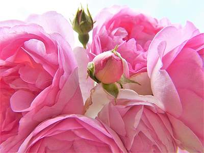 slējās, rozā, gaiši rozā, zieds, Bloom, bud, aizveriet