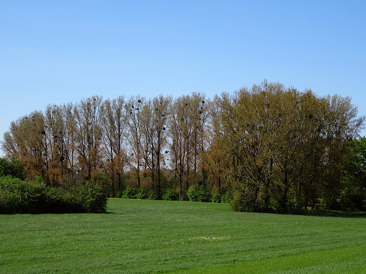 Poppy huis op de Rijn, Maretak, bomen, lente, Monheim am rhein, Dijk, Rijn