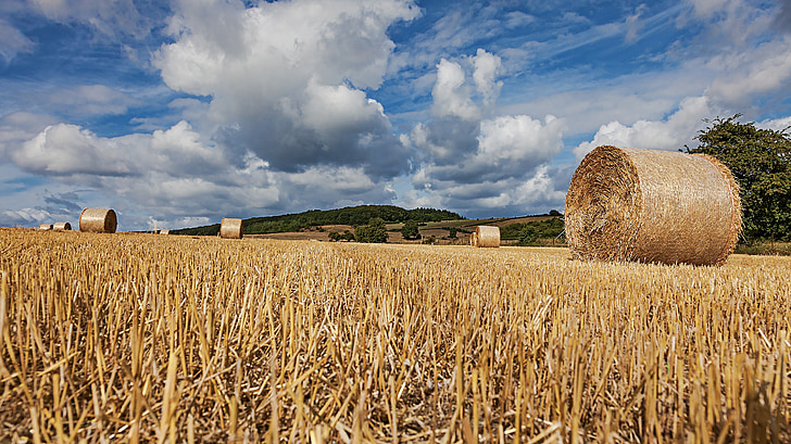 straw bales, field, straw, round bales, agriculture, cereals, stubble