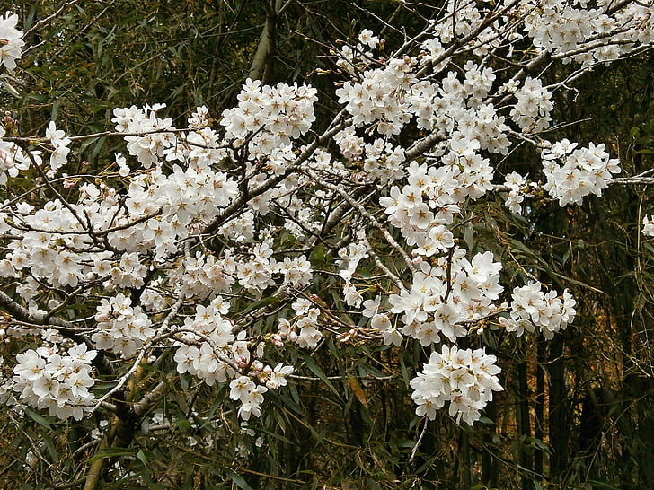 třešeň, třešeň, Třešňové květy, třešňový květ, jaro, Příroda, květ