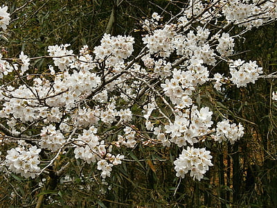 Kirsche, Kirschbaum, Kirschblüten, Kirschblüte, Frühling, Natur, Blume