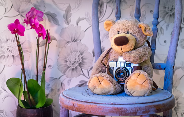 fotocamera, orchidee, scena, sedia, vernice gesso, orso, orsacchiotto