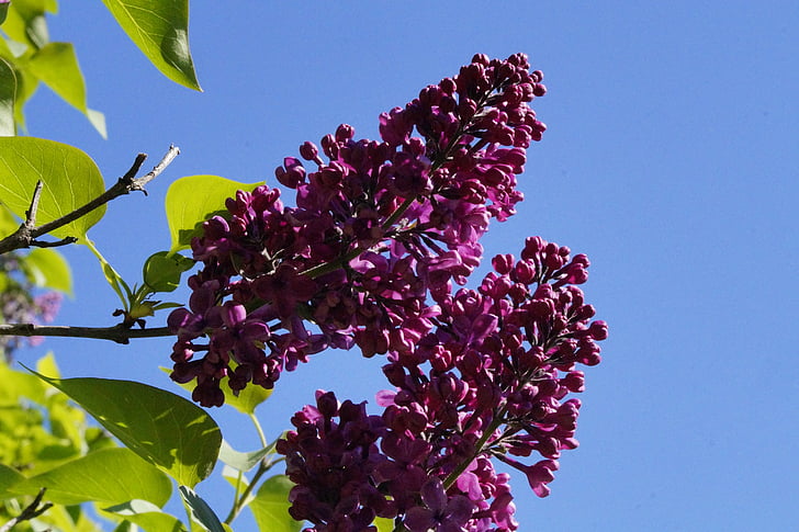 lilac, bush, lilac bush, blossom, bloom, sky, grow