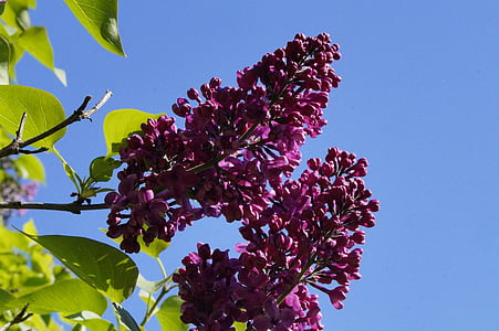 Lilac, Tổng thống Bush, Tổng thống bush Lilac, Blossom, nở hoa, bầu trời, phát triển