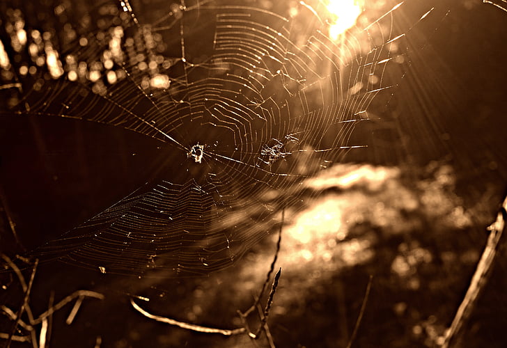jaring laba-laba, laba-laba, serangga, Web, bersih, pola, laba-laba-kerja
