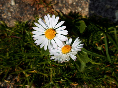 Daisy, żółty, zielony, biały, wiosna, roślina, kwiaty