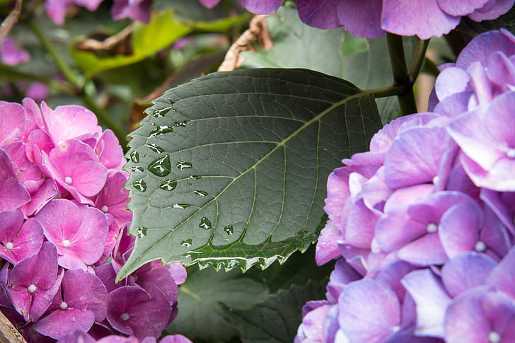 hortensia, feuille, goutte d’eau, goutte à goutte, pluie, goutte de pluie, Bloom
