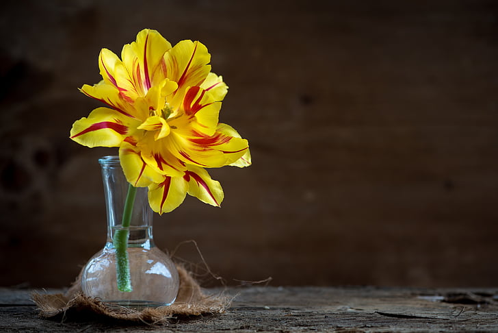 Tulip, bunga, Blossom, mekar, kuning, merah, vas, kaca
