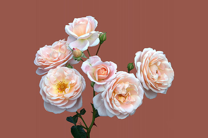 Bad kissingen, jardim de rosas, levantou-se, flor rosa, fechar, floribunda isar pérola, flor