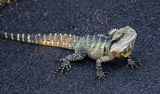 australian water dragon, reptile, wildlife, lizard, iguana, intellagama lesueurii, wild
