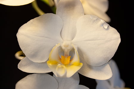 orchid, white, blossom, bloom, flower, close, plant