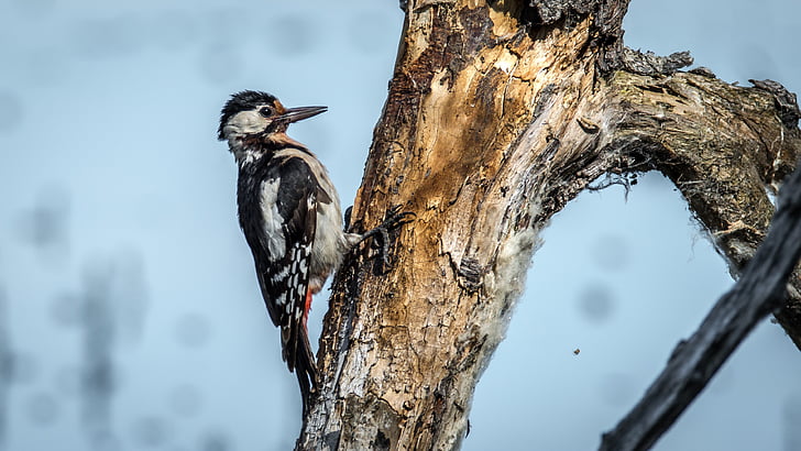 spotted, bird, wings, beak, nature, great spotted woodpecker, ornithology