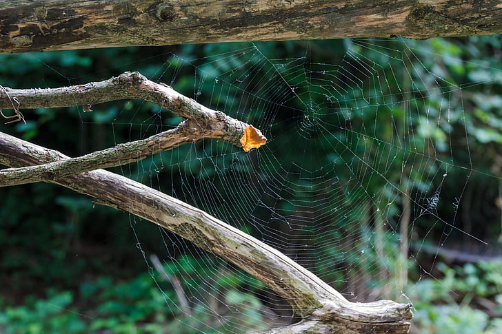 cobweb, back light, cobwebs, animals, spider, network, light