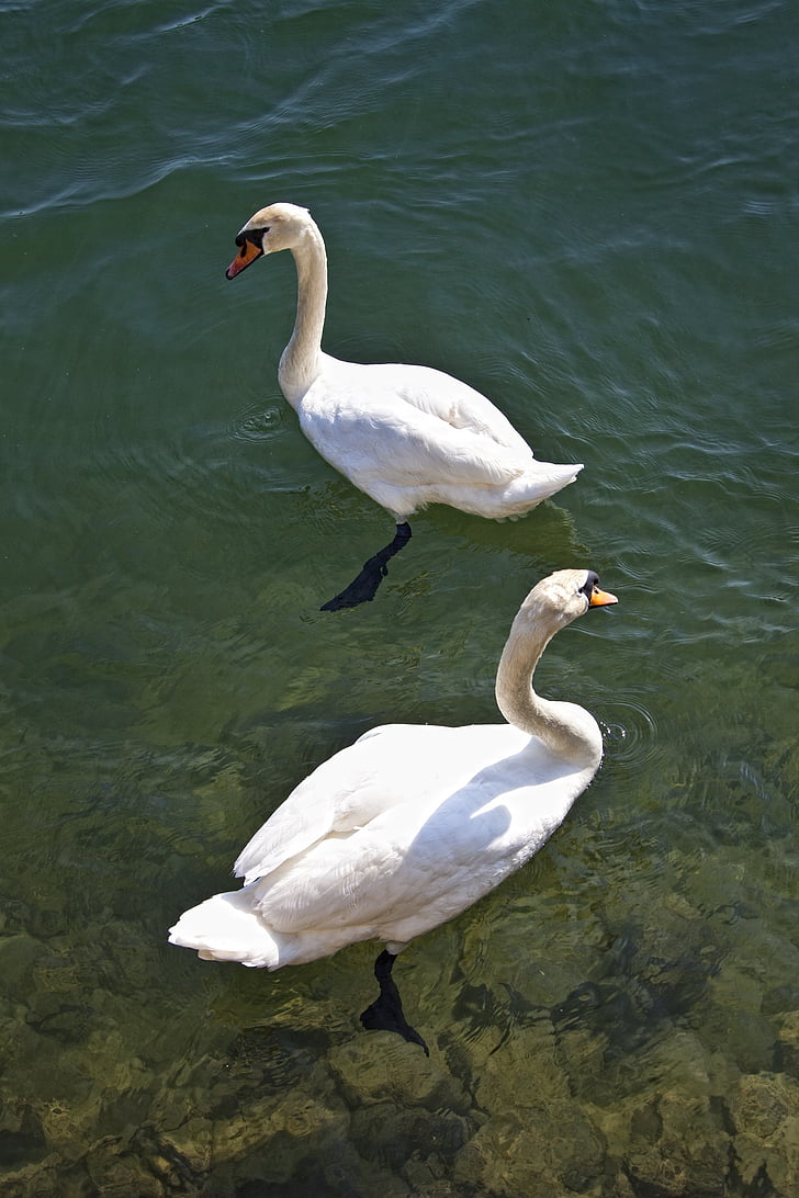 swan, water, lake, bird, water bird, white, nature